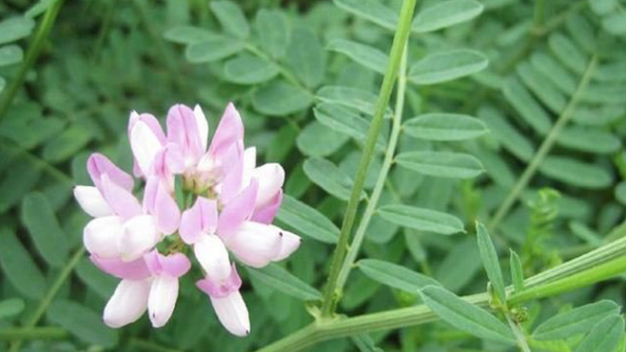 灌木在邊坡生態防護中的作用